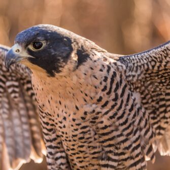 a-falcon-spreading-her-wings_t20_Aezm4P