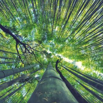 bamboo-milky-way-arashiyama_t20_yRGzl0