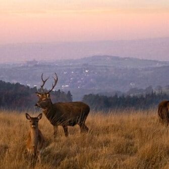 lymepark