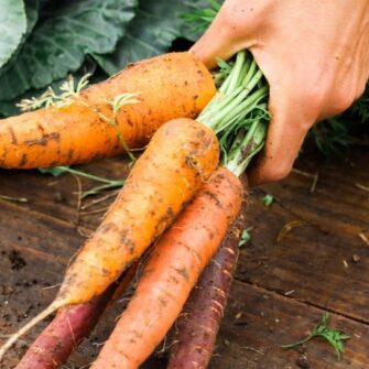 a-mans-hand-picking-up-a-bunch-of-freshly-harvested-carrots_t20_YX0kzx